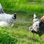 100% organic free-range egg production could have negative consequences for climate and nature