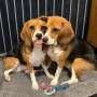 Gene-edited beagles may offer a future option for people with dog allergies