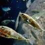 Icelandic fish 'hot tubs' reveal genetic adaptations to warming—and unexpected overeating