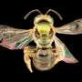 Habitat changes found to be no deterrent for some Fijian native bees