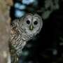 GPS tracking study reveals why invasive barred owls are winning the battle for California's old-growth forests