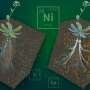 Agentic AI accelerates search for crops that can harvest critical minerals