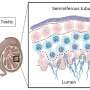 Hidden protein recycling hubs discovered inside human sperm cells