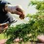 AI technology sees through leaves to transform horticulture