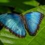 Hot temperatures can dull blue morpho butterflies' iridescent scales