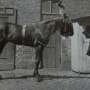 How a 'psychic' horse named Clever Hans changed the way we do science