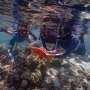 How healthy are our coral reefs? Researchers have built a tool to help find out
