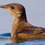 How we found Haida Gwaii's first marbled murrelet nest in more than 30 years