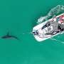 Juvenile great white sharks fled their nursery during tropical storm Hilary, research reveals