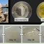 Algal blooms accelerate plastic weathering, potentially fueling microplastic formation