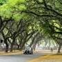Laser scanning may help prevent urban trees from falling
