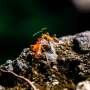 Invasive species emerge as a driver of human displacement, new research shows