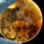 Microbial clocks can accurately estimate time since death across different climates