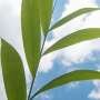 100-million-year-old molecular 'bypasses' may have helped grasses dominate landscapes and agriculture
