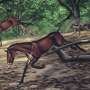 Most complete skeleton of 30 million-year-old dog discovered