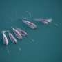 Narwhals help researchers uncover unique data from the deepest East Greenland fjords
