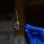 Trimming rice genes boosts yields up to 25% and improves drought tolerance