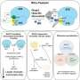 New Ribo-Tweezer tool can pluck individual protein pieces out of a working ribosome