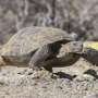 New study: Less invasive thermal imaging could improve research on endangered hatchling tortoises