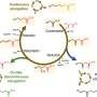 New biosynthetic pathway could expand production of high-value bio-based oils