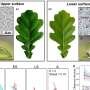 Oak leaves harbor distinct microbial worlds on their opposite surfaces