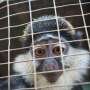 Wildlife trafficking spreads across social media, putting thousands of species at risk