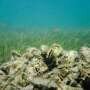 Strong oyster reefs start with genetic diversity