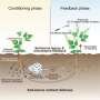 Cowpea plants create underground defense system for the next generation after insect attacks