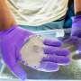 Engineered bacteria offer a new way to accelerate rock weathering for carbon removal