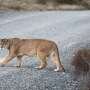 Pumas make roads safer for drivers by changing prey behavior patterns