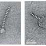 Some bacteria build internal 'power cables' to extend respiration beyond the cell membrane