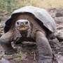 Degraded DNA reveals two extinct Galapagos giant tortoise lineages