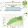 Photosynthetic microorganisms achieve long-lasting and renewable chemical production