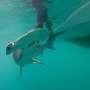 Researchers shed light on elusive sharks of Galapagos Islands