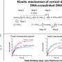 Researchers uncover new mechanism behind DNA repair