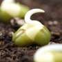 Dry seeds preserve fully formed mitochondria, unlocking rapid energy at germination