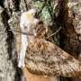 Satellite imagery could protect trees from devastating moth outbreaks