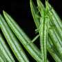 One million years without sex fails to erase stick insects' unused biological system