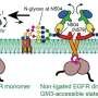 Fleeting sugar pairs may help curb abnormal cell-growth signals