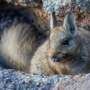 Secrets of a mystery mammal from Patagonia revealed at last