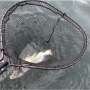 Simple changes to fishing gear and handling can greatly improve survival of released coho salmon