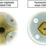 Bacteria from ancestral wheat microbiomes help protect plants against root rot fungus