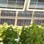 Solar panels can cool crops—and workers