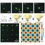 Sound-based traps reveal how fragile biomolecular droplets move, merge and change stiffness