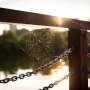 Producing spider silk is a biological feat
