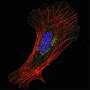 Cells remodel actin normally without coronins, challenging textbook view