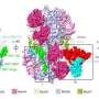 Structural snapshots reveal key steps in switching on DNA replication