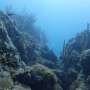 Seawater samples may offer early clues to changing reef health