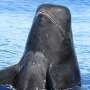Tangled plastic and fishing gear found in pilot whales stranded in Hawaii