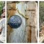 Forest service detects emerald ash borer in 5 additional counties